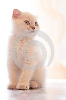 Scottish Fold cat are sitting on blurred background. Kittens looking at camera.pets, animals and cats concept.portrait