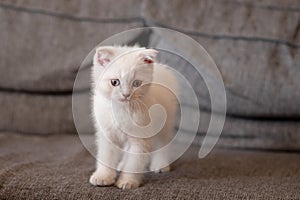 Scottish Fold cat are sitting on gray background. Kittens looking at camera.pets, animals and cats concept.portrait of