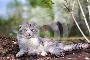 Scottish fold cat sitting on the ground. Spring came, the land was unfounded. The first warm rays of the sun. Flower petals flew photo