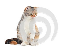 Scottish fold cat sitting on white background. Calico cat looking something on top.Parti-colour cat isolate on white background