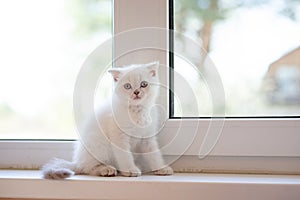 Scottish Fold cat are sitting on window sill. Kittens looking at camera.pets, animals and cats concept.portrait of cute