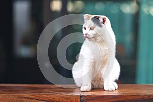 Scottish fold cat sitting on wooden floor in house. Tabby blue cat looking something. Beautiful white cat sitting on black