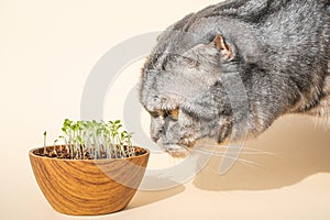 Scottish fold cat sniffs sprouted microgreens. Germination of seeds at home.