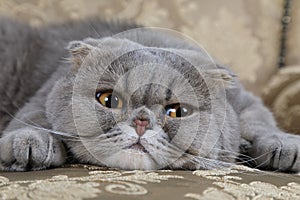 Scottish Fold cat on a sofa