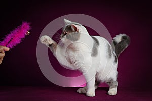 Scottish fold cat standing on violet background in studio. Tabby cat playing with toys on purple background