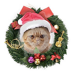 Scottish Fold cat wearing red Santa Claus hat pokes his head out of christams wreath