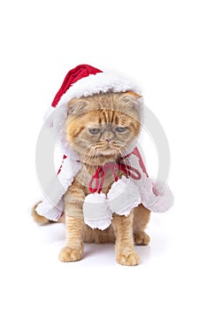 Scottish fold cat wearing red santa greatcoat looking down to floor