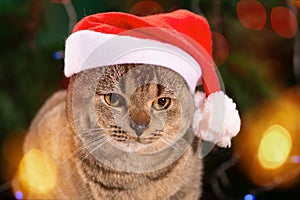 A Scottish Fold cat wearing a Santa hat sits above the holiday lights. Christmas pet concept. Kitten on a Christmas