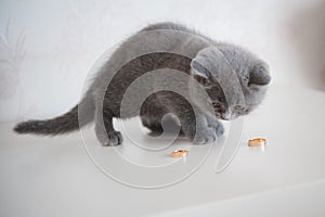 Scottish Fold Cat with wedding rings. wedding Accessories , Ring