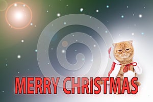 Scottish fold cat weraing Santa Claus costume sitting with text Merry Christmas