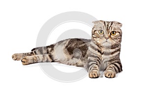 Scottish-fold cat on white