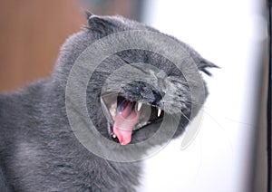 Scottish fold cat yawn