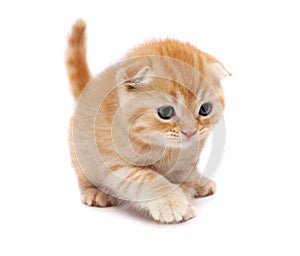 Scottish Fold Cats