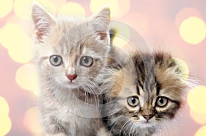 Scottish fold ear breed kittens