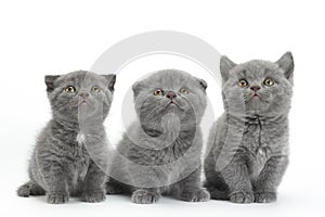 Scottish Fold gray cat