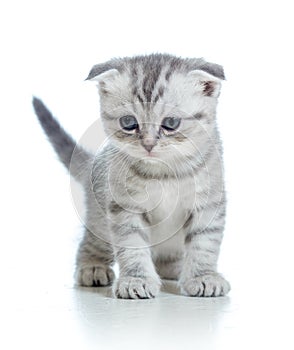 Scottish fold gray cat kitten on white background