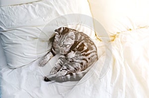 Scottish fold gray cat lying on white bed in sunlight. Beautiful resting striped pet. Relax top view cozy concept.