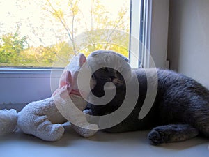 Scottish Fold, gray cat and white cat