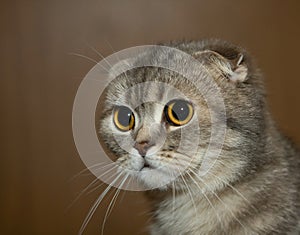 Scottish fold grey cat