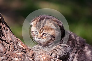 Scottish Fold kitten