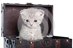 Scottish fold kitten