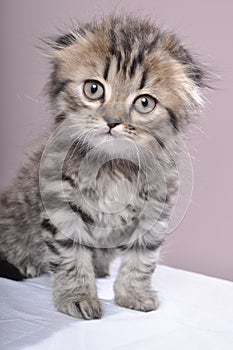 Scottish fold kitten