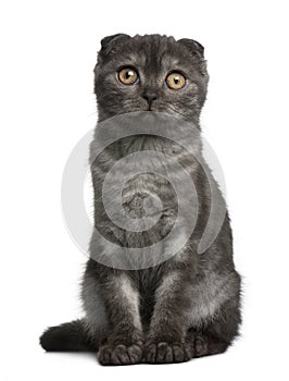 Scottish Fold Kitten, 3 months old, sitting