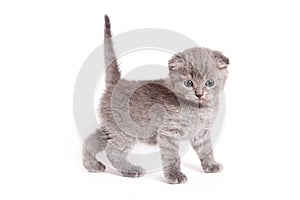 Scottish Fold Kitten