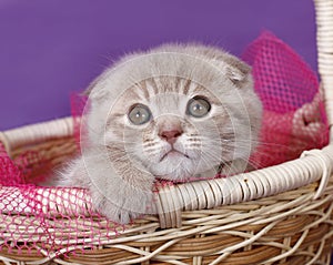 Scottish Fold kitten in a basket.