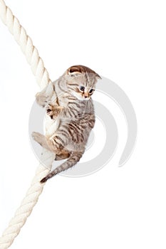 Scottish fold kitten climbing on rope