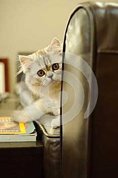 Scottish Fold kitten on couch