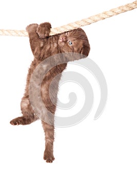 A scottish fold kitten is hanging on the rope