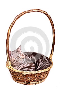 Scottish fold kitten lying in a basket isolated
