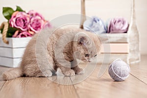 Scottish Fold Kitten playing with a tangle of threads