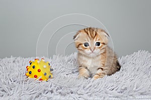 Scottish fold kitten, sits on a grey, fur rug