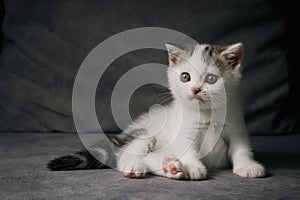 Scottish fold kitten sitting on black background. Tabby White Kitten on gray background in studio