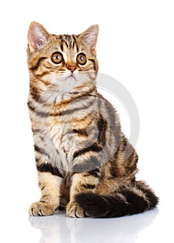 Scottish fold kitten sitting on white background