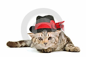 Scottish fold kitten wearing black hat isolated