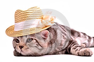 Scottish fold kitten wearing white straw hat