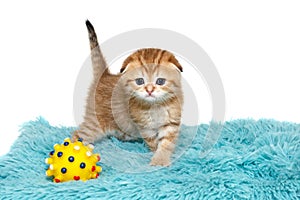 Scottish fold kitten with a yellow ball