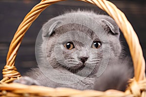 Scottish fold kittens. Funny gray cat in the basket