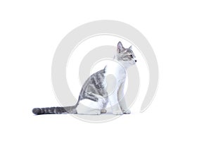 Scottish Fold kittens are sitting on white background. Portrait of the kittens are sitting for look something. The cat is waiting