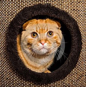 Scottish Fold red cat in cat house