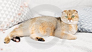 Scottish fold red-haired apricot ticked cat lies on a gray bedspread surrounded by pillows. Cozy house with a cat in