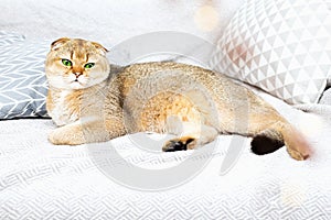 Scottish fold red-haired apricot ticked cat lies on a gray bedspread surrounded by pillows. Cozy house with a cat in
