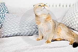 Scottish fold red-haired apricot ticked cat lies on a gray bedspread surrounded by pillows. Cozy house with a cat in