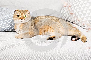 Scottish fold red-haired apricot ticked cat lies on a gray bedspread surrounded by pillows. Cozy house with a cat in