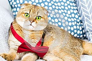 Scottish fold red-haired apricot ticked cat in a red bow tie lying surrounded by pillows in a stylish minimalistic
