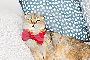 Scottish fold red-haired apricot ticked cat in a red bow tie lying surrounded by pillows in a stylish minimalistic