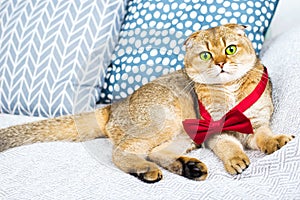 Scottish fold red-haired apricot ticked cat in a red bow tie lying surrounded by pillows in a stylish minimalistic